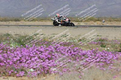 media/Feb-04-2023-SoCal Trackdays (Sat) [[8a776bf2c3]]/Turn 15 Inside Blooming (1050am)/